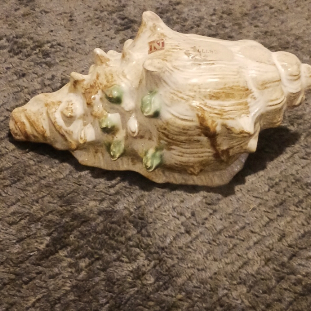 Conch Shell Vintage Retro 1956-60